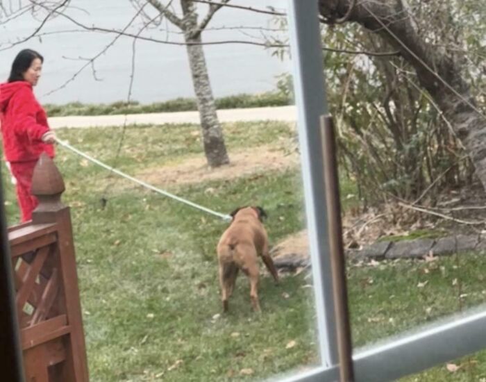 Psycho Neighbor Walks Dog On My Property, Now Escalated to Neighbor’s Yard