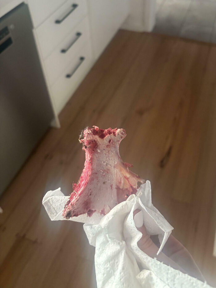 Backyard Neighbors Throw Bones Over the Fence... Gross!