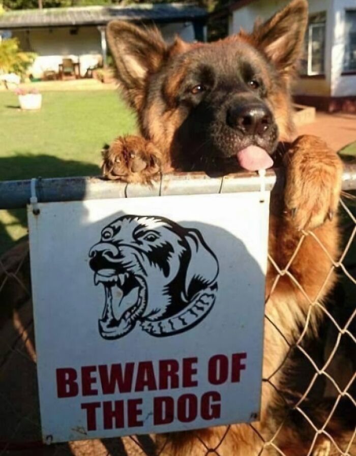 This Guard Dog’s Bark Is WAY Worse Than Its Bite