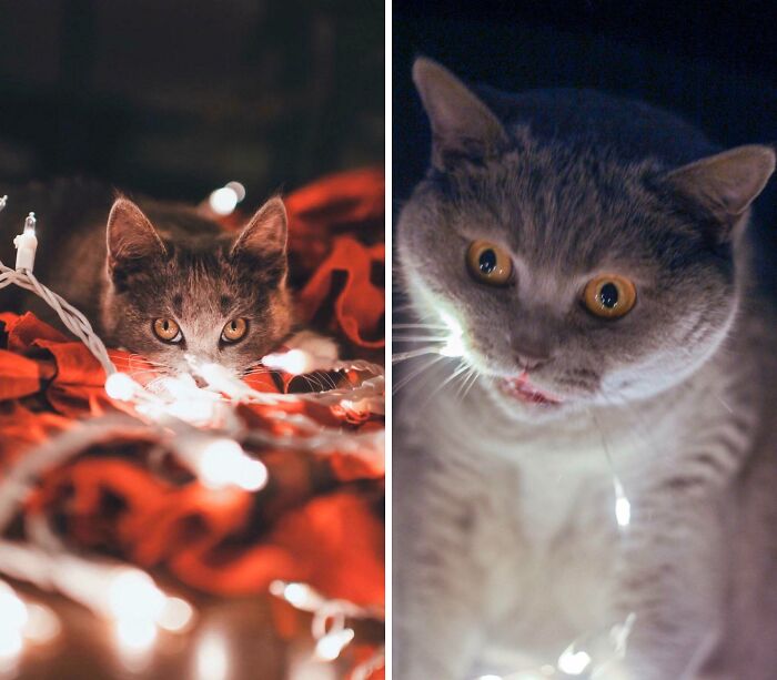 Girlfriend’s Epic Attempt To Recreate That Cute Cat Photo