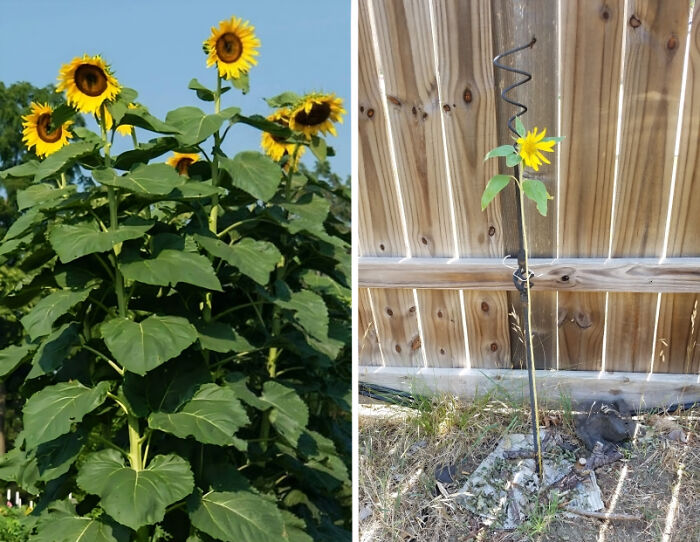 Sunflower Hopes vs. What You Actually Get