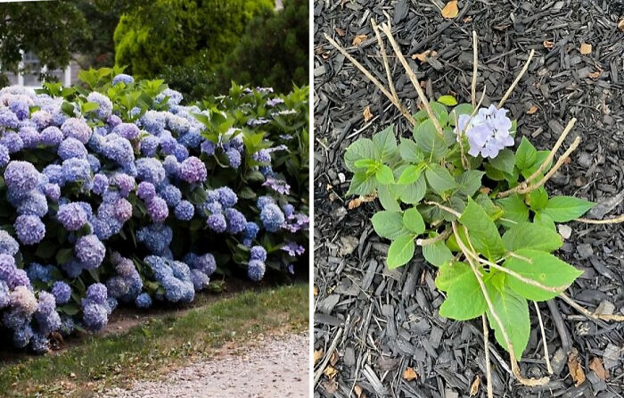 Growing Hydrangeas Was Not What I Expected