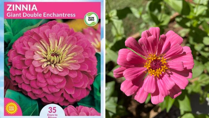 Zinnias: What I Planted vs. What Sprouted (Help!)