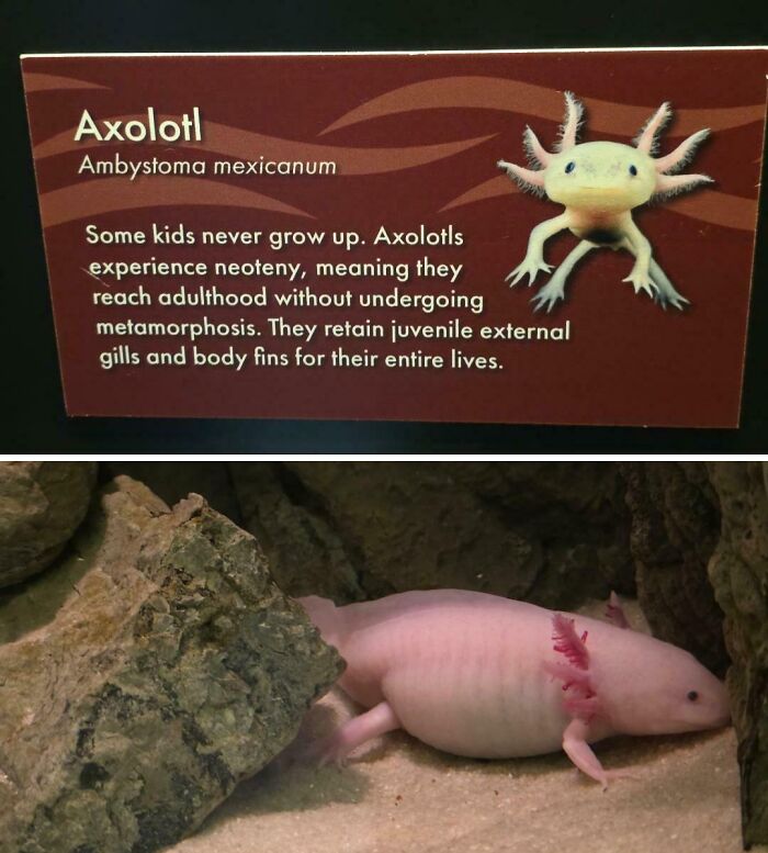 My 600 Gram Life At The Aquarium: Expectation vs. Reality