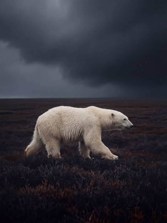 Wait, This AI Made Nature Look THIS Real? (40 Pics of Mind-Blowing Scenes)