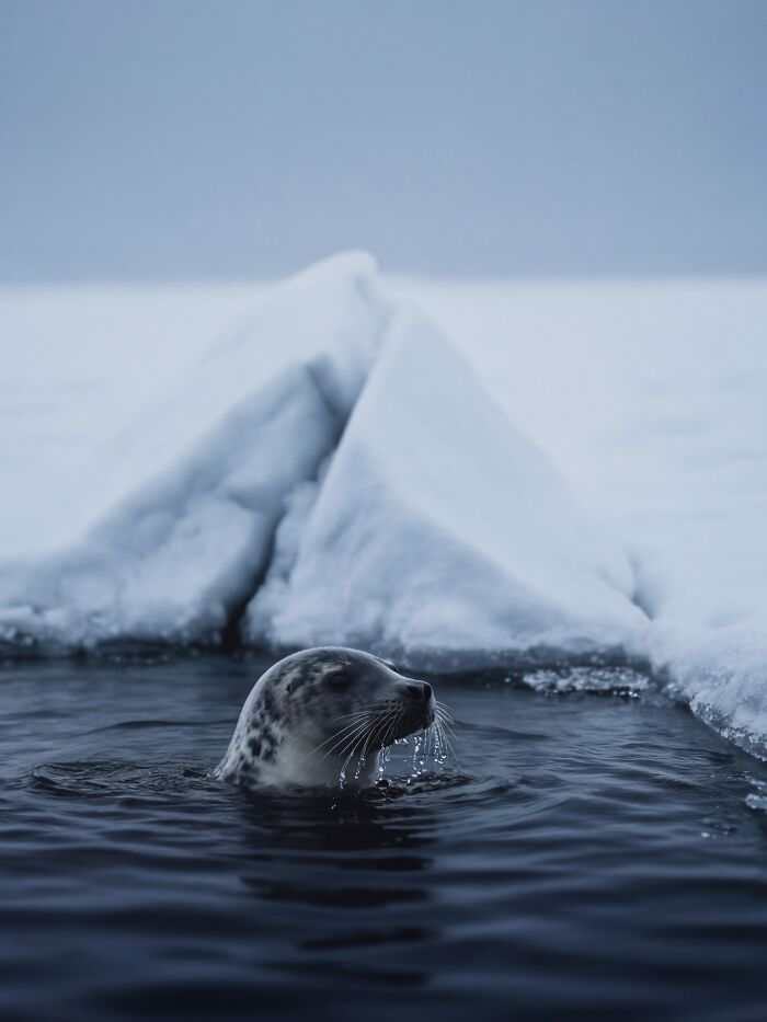 Wait, This AI Made Nature Look THIS Real? (40 Pics of Mind-Blowing Scenes)