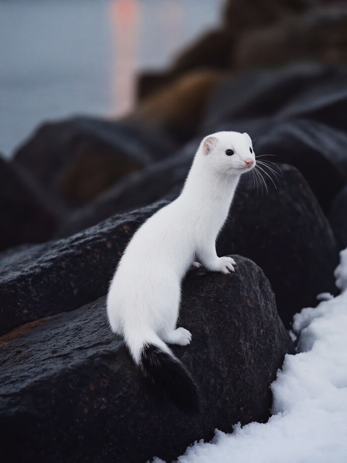 Wait, This AI Made Nature Look THIS Real? (40 Pics of Mind-Blowing Scenes)