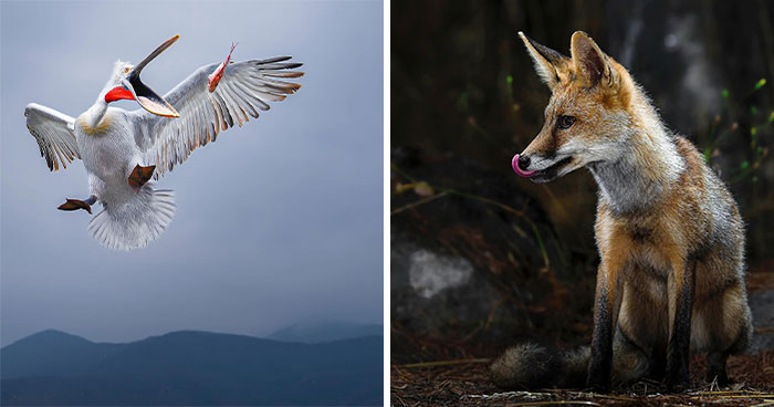 32 Wild Animal Shots That Are Basically Nature’s Greatest Hits