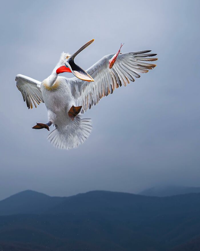 32 Wild Animal Shots That Are Basically Nature's Greatest Hits