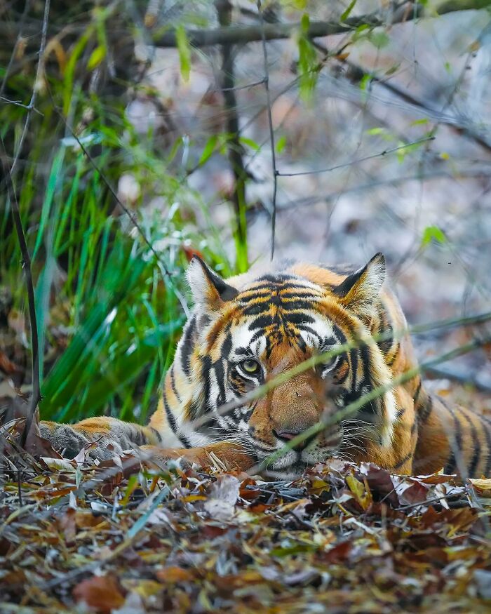 32 Wild Animal Shots That Are Basically Nature's Greatest Hits