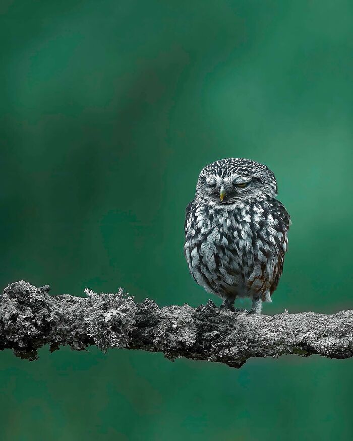 32 Wild Animal Shots That Are Basically Nature's Greatest Hits