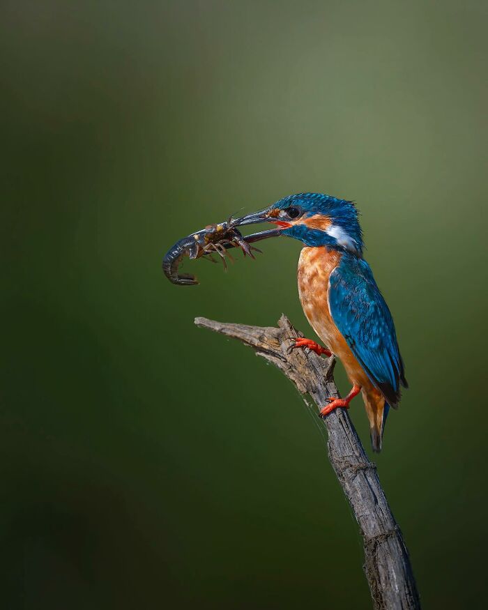 32 Wild Animal Shots That Are Basically Nature's Greatest Hits