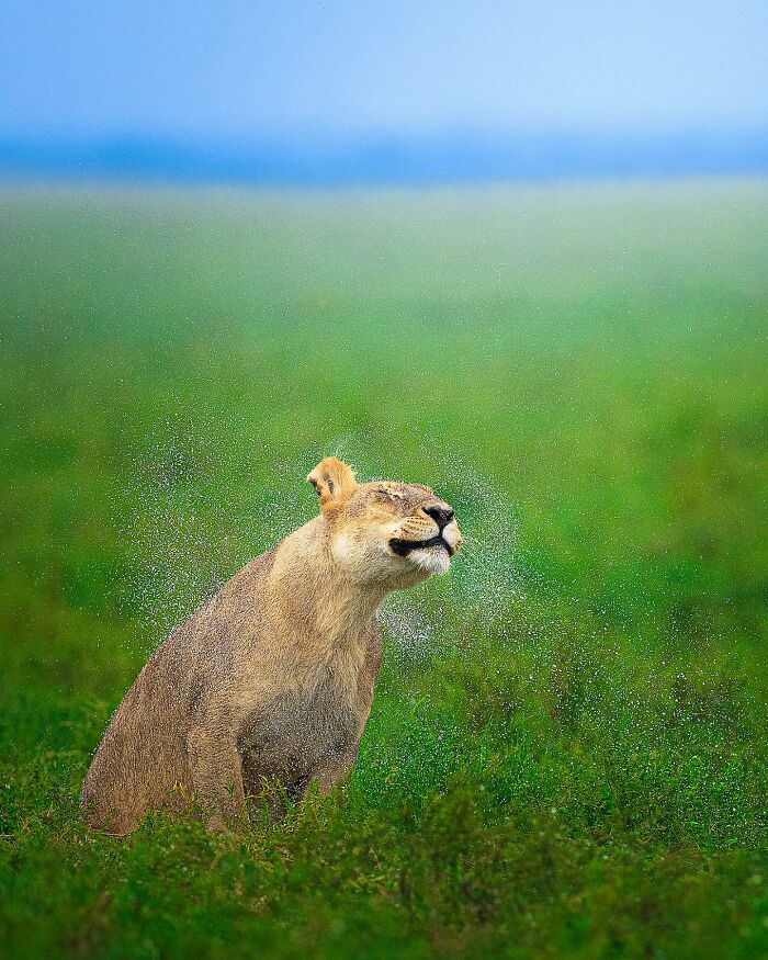 32 Wild Animal Shots That Are Basically Nature's Greatest Hits