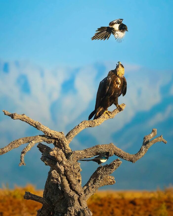 32 Wild Animal Shots That Are Basically Nature's Greatest Hits