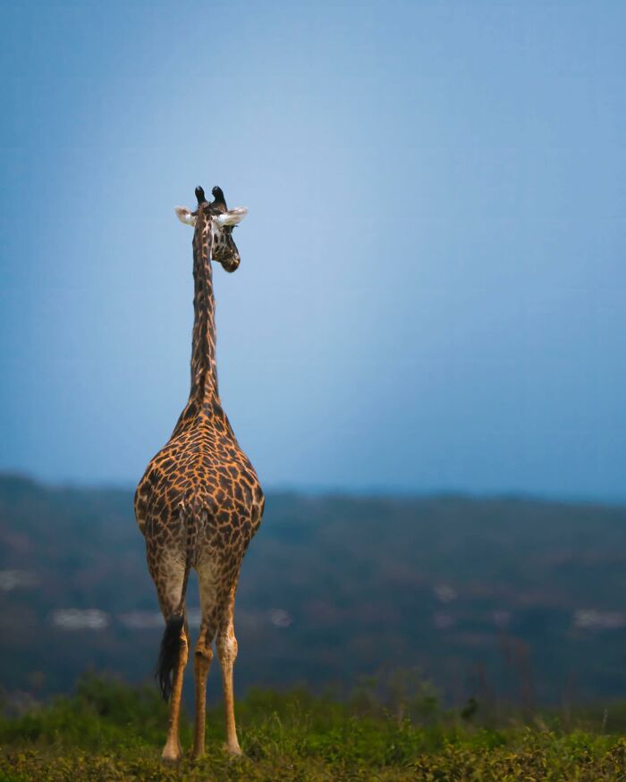 32 Wild Animal Shots That Are Basically Nature's Greatest Hits
