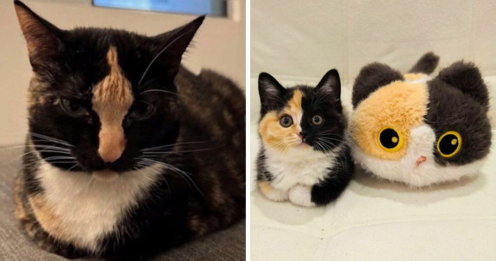 50 Cat Pics So Cute They’ll Totally Chill You Out