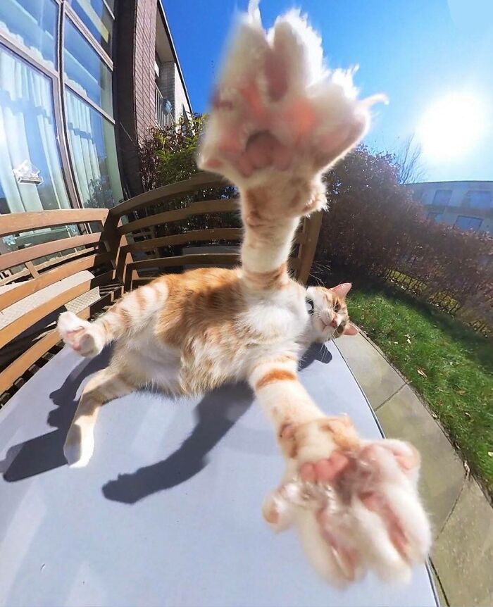 50 Cat Pics So Cute They’ll Totally Chill You Out