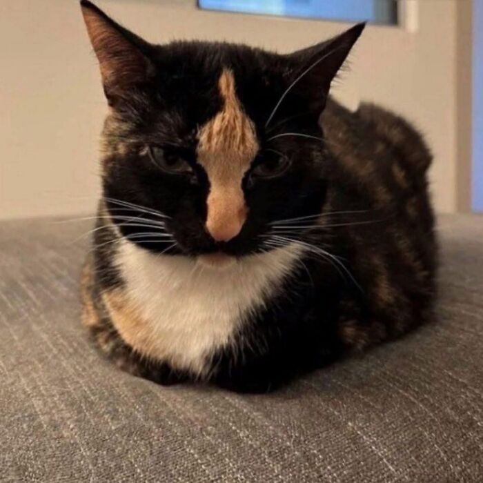 50 Cat Pics So Cute They’ll Totally Chill You Out