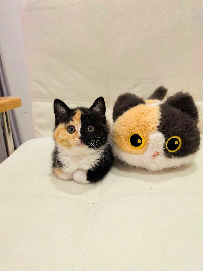 50 Cat Pics So Cute They’ll Totally Chill You Out