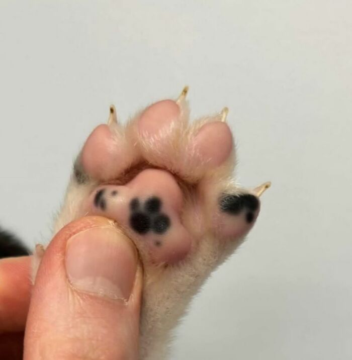 50 Cat Pics So Cute They’ll Totally Chill You Out