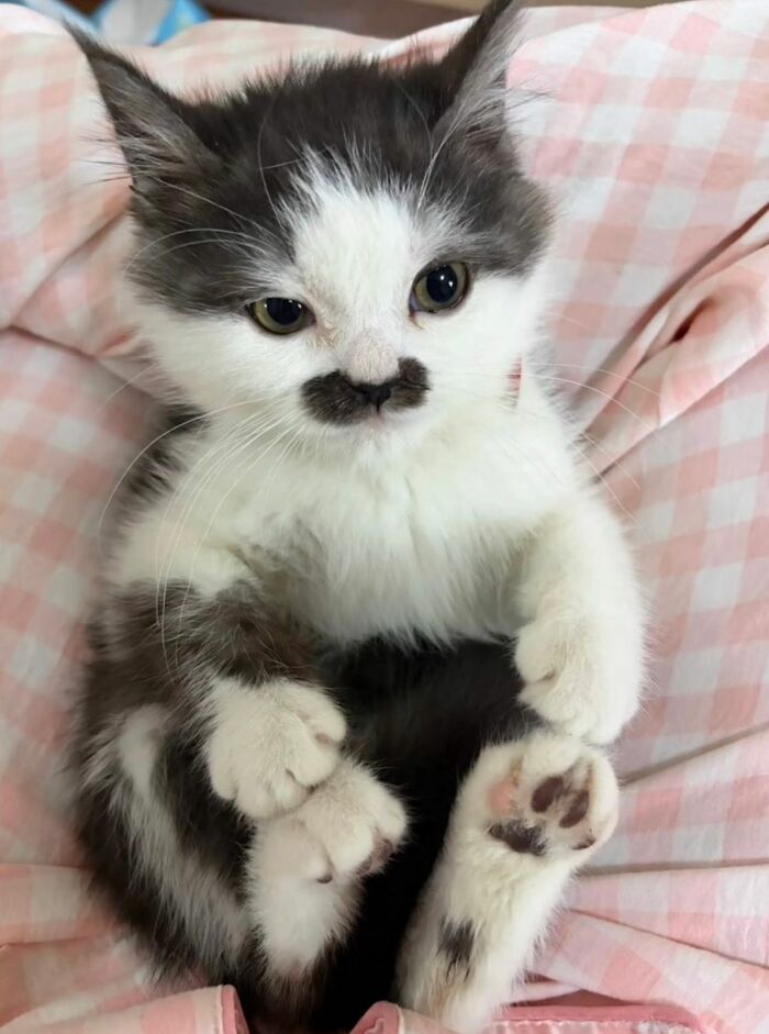 50 Cat Pics So Cute They’ll Totally Chill You Out