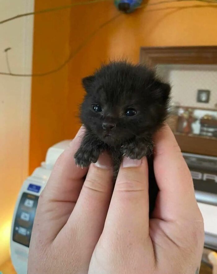 50 Cat Pics So Cute They’ll Totally Chill You Out