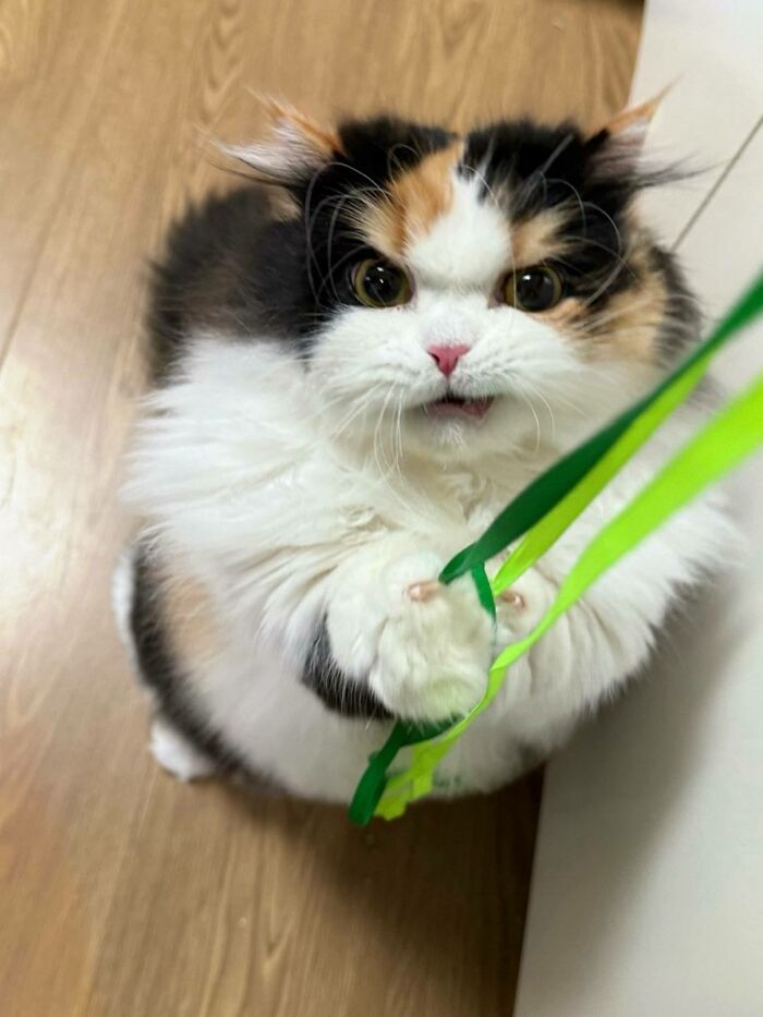 50 Cat Pics So Cute They’ll Totally Chill You Out