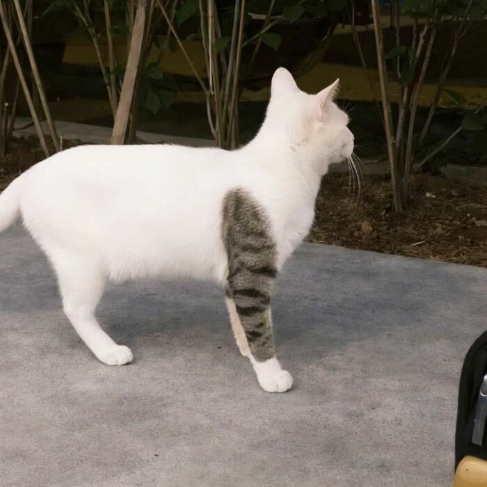 50 Cat Pics So Cute They’ll Totally Chill You Out