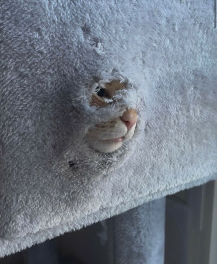 50 Cat Pics So Cute They’ll Totally Chill You Out