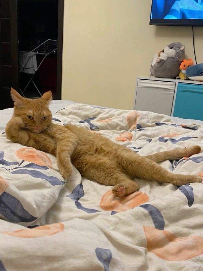 50 Cat Pics So Cute They’ll Totally Chill You Out