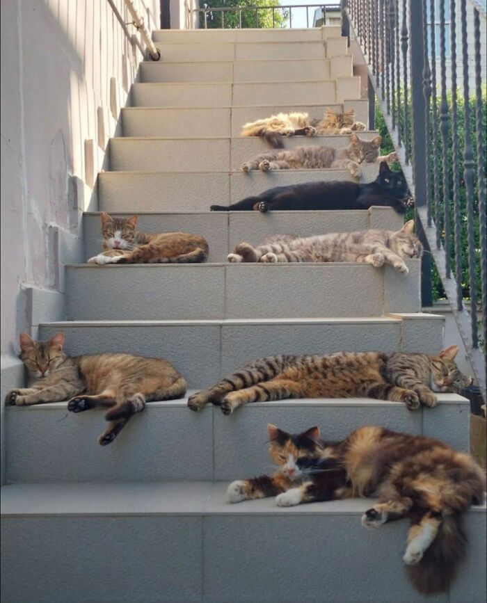 50 Cat Pics So Cute They’ll Totally Chill You Out