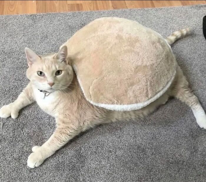 50 Cat Pics So Cute They’ll Totally Chill You Out