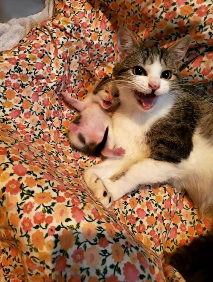 50 Cat Pics So Cute They’ll Totally Chill You Out