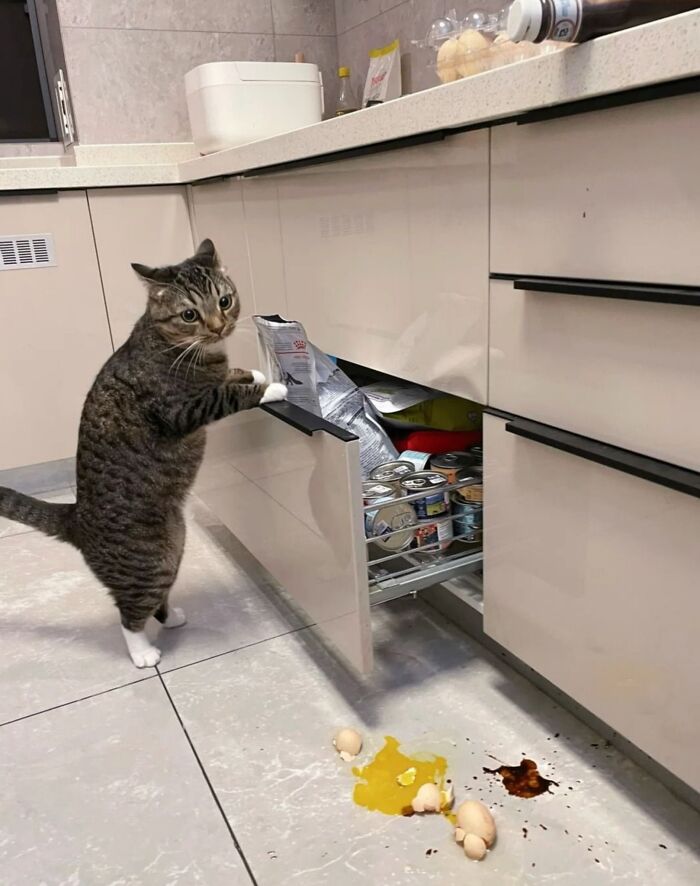 50 Cat Pics So Cute They’ll Totally Chill You Out