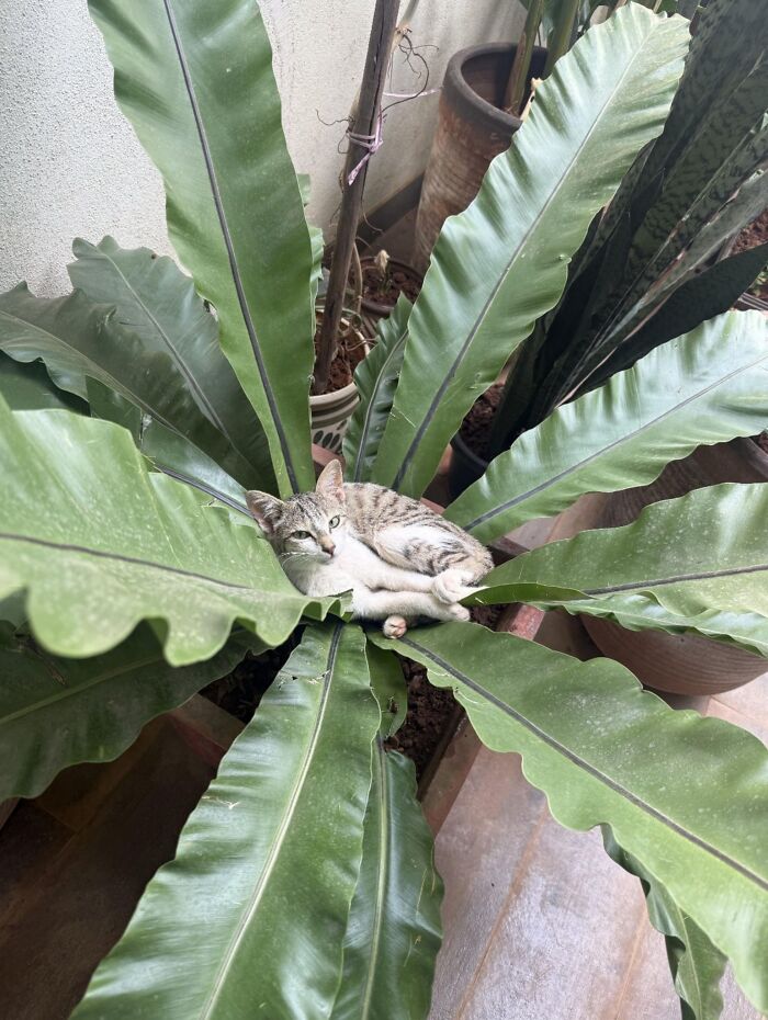 50 Cat Pics So Cute They’ll Totally Chill You Out