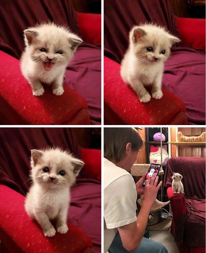 50 Cat Pics So Cute They’ll Totally Chill You Out