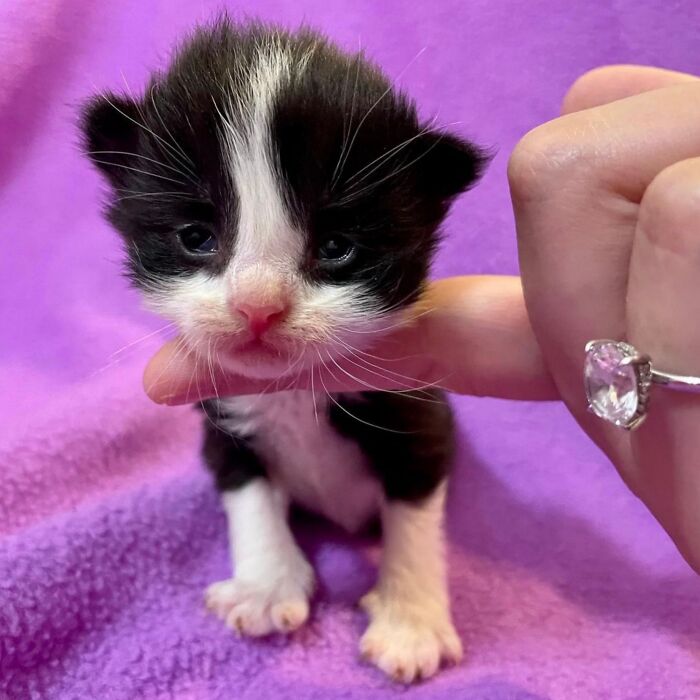 50 Cat Pics So Cute They’ll Totally Chill You Out