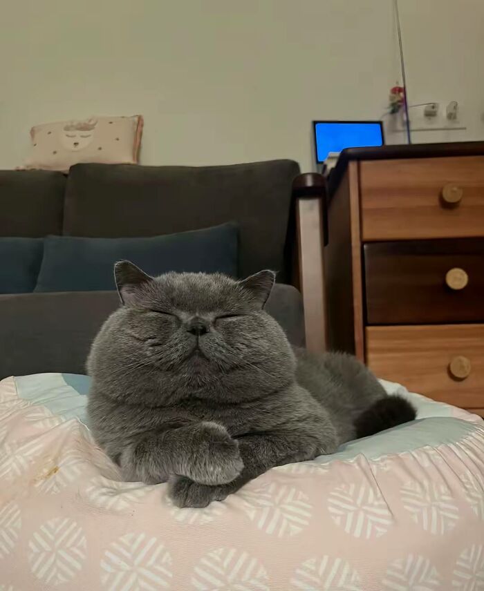 50 Cat Pics So Cute They’ll Totally Chill You Out