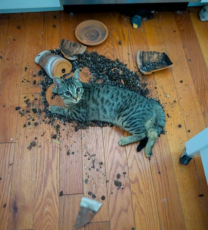 50 Cat Pics So Cute They’ll Totally Chill You Out