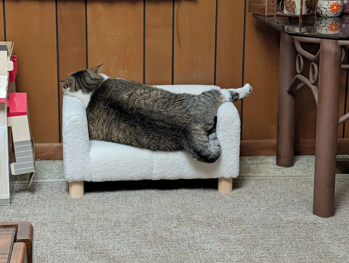 50 Cat Pics So Cute They’ll Totally Chill You Out