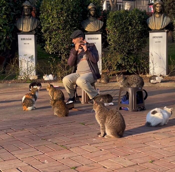 50 Cat Pics So Cute They’ll Totally Chill You Out