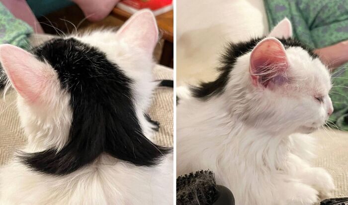 50 Cat Pics So Cute They’ll Totally Chill You Out