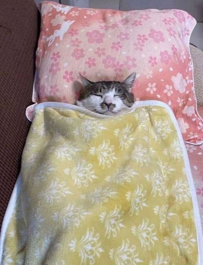 50 Cat Pics So Cute They’ll Totally Chill You Out