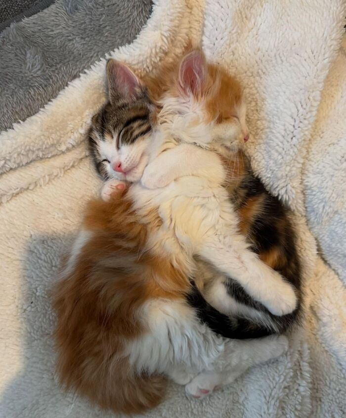 50 Cat Pics So Cute They’ll Totally Chill You Out