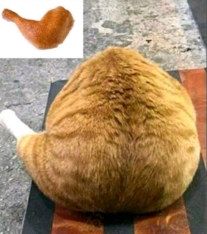 50 Cat Pics So Cute They’ll Totally Chill You Out