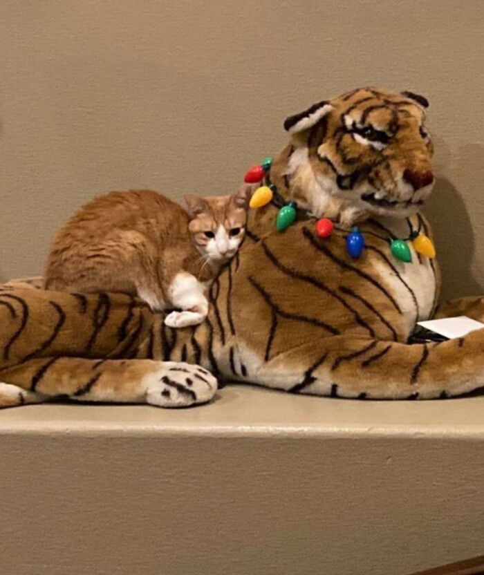 50 Cat Pics So Cute They’ll Totally Chill You Out