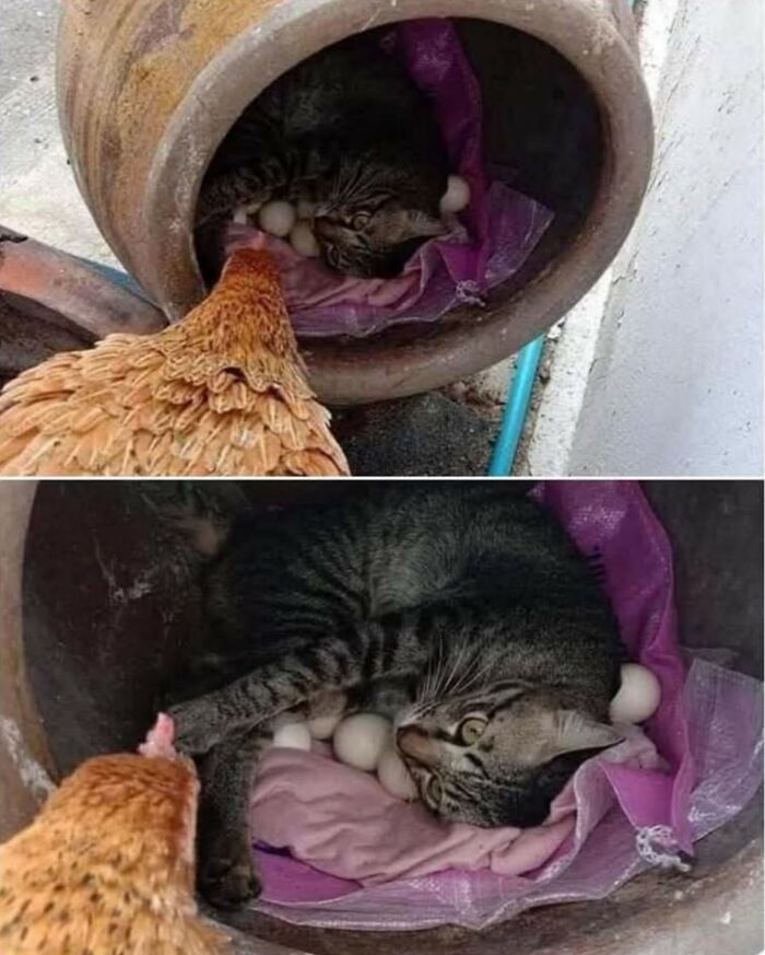 50 Cat Pics So Cute They’ll Totally Chill You Out