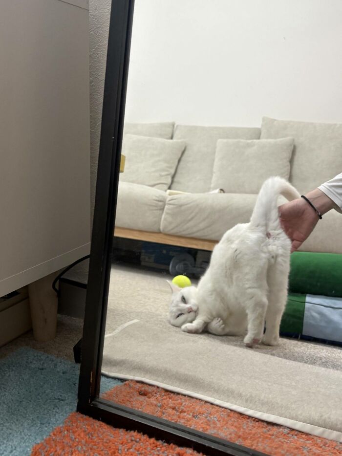 50 Cat Pics So Cute They’ll Totally Chill You Out