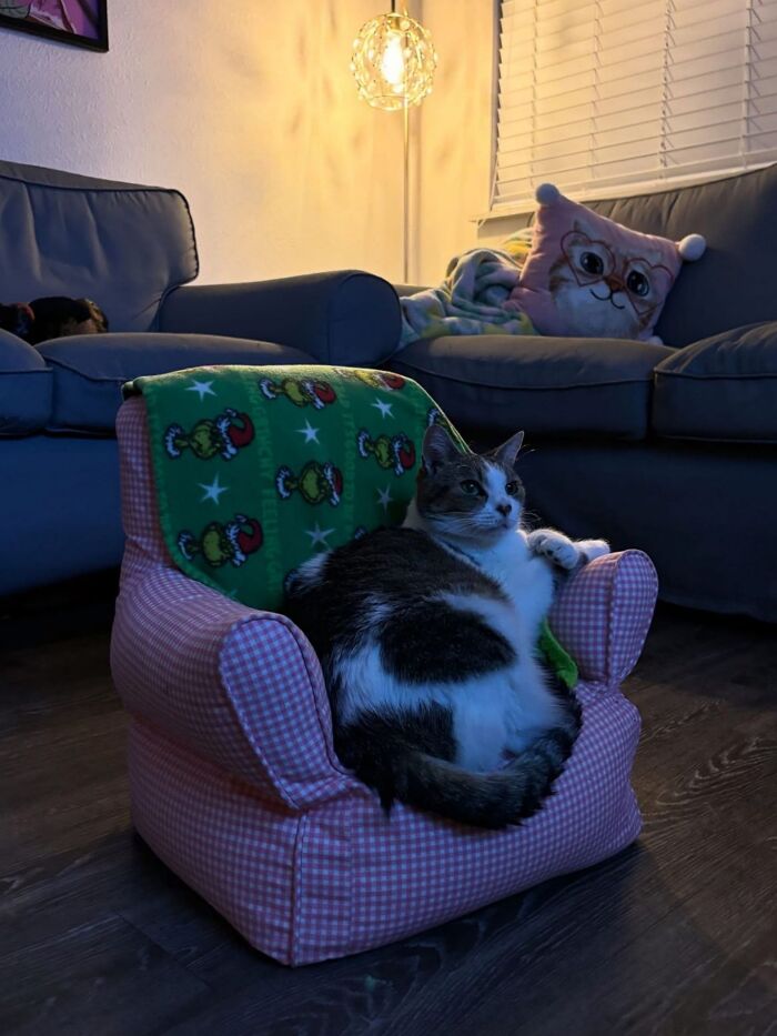 50 Cat Pics So Cute They’ll Totally Chill You Out