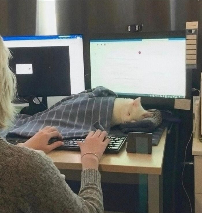 50 Cat Pics So Cute They’ll Totally Chill You Out